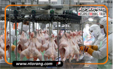 افت محسوس تولید مرغ در خرداد ۱۴۰۵؛ گزارش تازه مرکز آمار منتشر شد